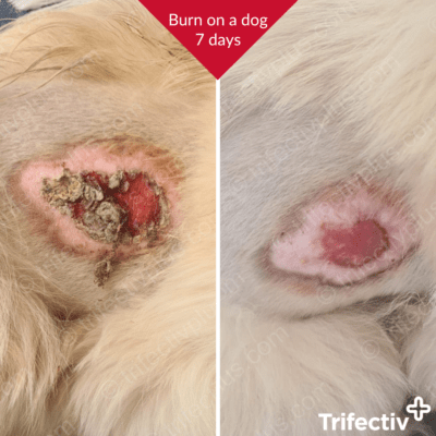 Burn on a dog after 7 days with Trifectiv Plus Wound & Burn Care